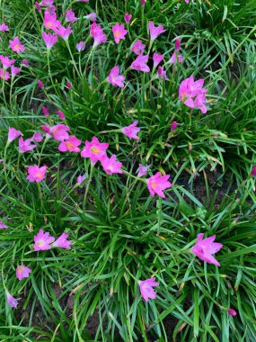 Yaprakların üzerinde pembe yağmurlu zambak çiçeği