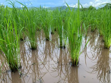 pirinç tarlası görünümü mavi gökyüzü arkaplanı