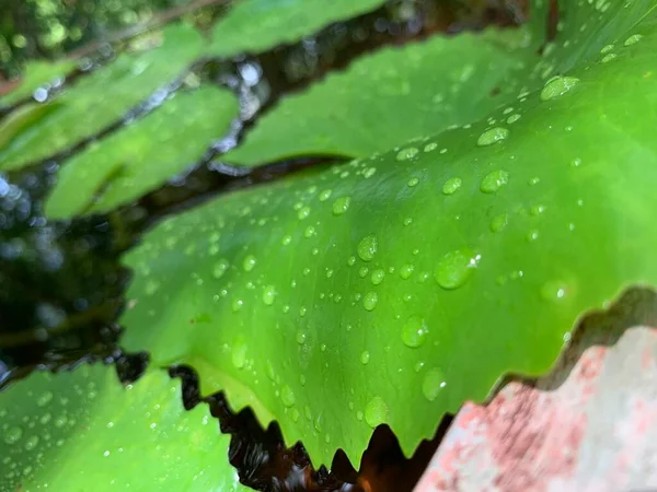 Water Drop Lotus Leaves Pond — Zdjęcie stockowe