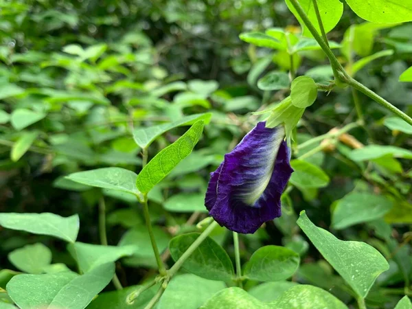 Butterfly Pea Leaves Background — Zdjęcie stockowe