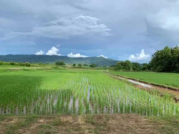 natural rice farm view in blue sky background