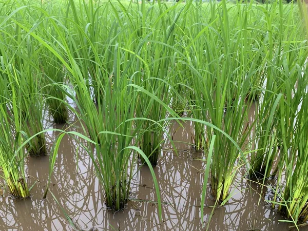 Green Rice Field Background — Φωτογραφία Αρχείου