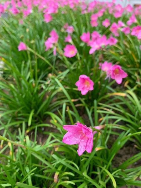 Вертикальна Рожева Квітка Лілії Задньому Дворі — стокове фото