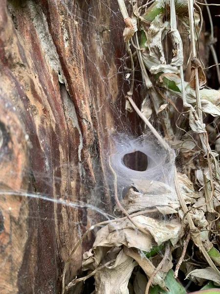 Spider Web Dry Plant Background — Stock Photo, Image