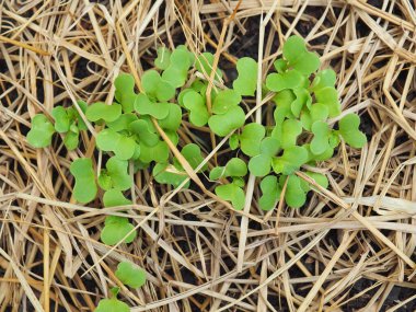 sprouting of plant with dry straw covered