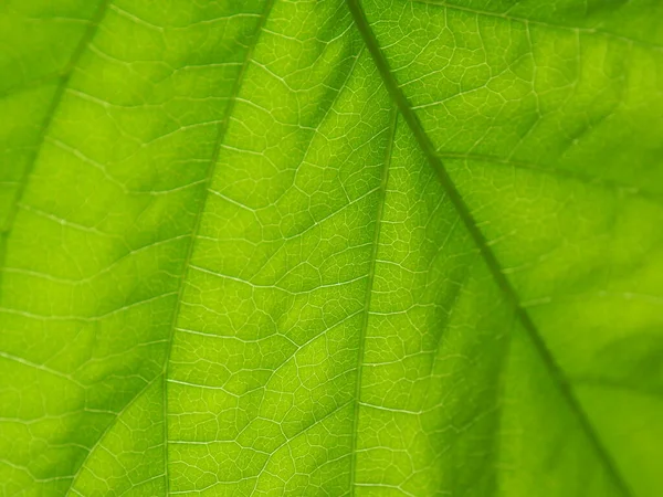 plant green outline background