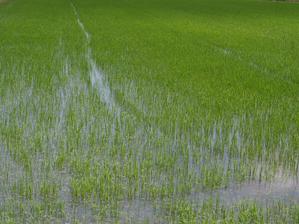 Rice Field Organic Farm Process Background — Stock Photo, Image