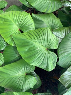 vertical green leaves background