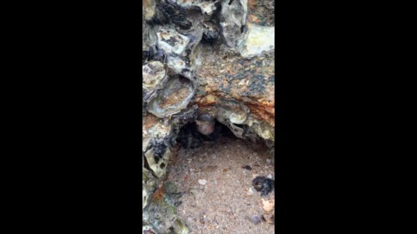 Hermit Crab Slowpoke Walk Vertical View — Stock Video