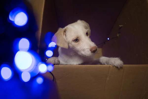 国内の白い犬が庭の明かりの周りに大きな段ボール箱の中に座っています クリスマス休暇にお気に入りのペット 明けましておめでとうございます お祭り騒ぎだ 選択的焦点 ノイズ — ストック写真