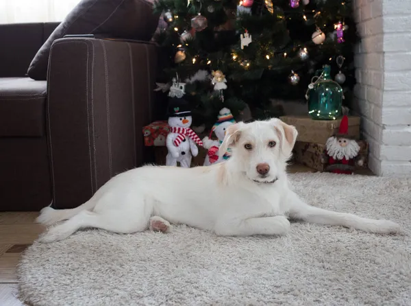 Aranyos Fehér Kutya Fekszik Egy Puha Szőnyegen Előtt Egy Díszített — Stock Fotó