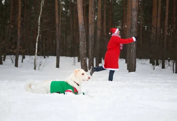 緑のジャケットの白い犬と赤いサンタクロースのスーツの男が雪の地面に一方向に急いでいる こんにちは 幸せな新年の休日 サンタのヘルパー 最愛のペット 選択的焦点 — ストック写真