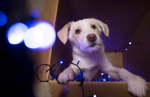 Perro Blanco Doméstico Asomándose Una Gran Caja Cartón Luces Guirnalda —  Fotos de Stock