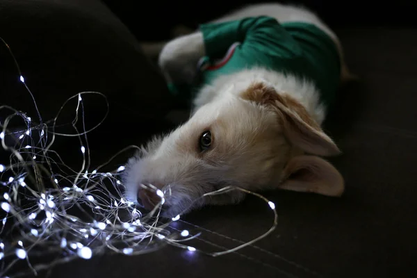 ガーランドのお祝いのライトの近くにある悪ふざけの国内の白いモングレル犬の銃口 最愛のペットは家を飾るのに役立ちます クリスマスの雰囲気 — ストック写真