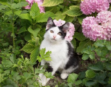 Şirin siyah beyaz kedi yavrusu çiçek tarhında yemyeşil bir ortanca çalısının yanında oturuyor. Kedi çocukluğu, doğanın ahengi. En sevdiği hayvan.