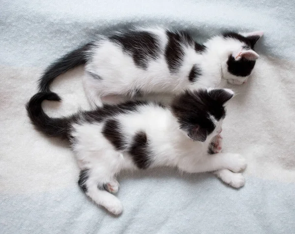 Два Чорно Білих Кошенята Лежать Пліч Пліч Світлій Ковдрі Затиснуті — стокове фото