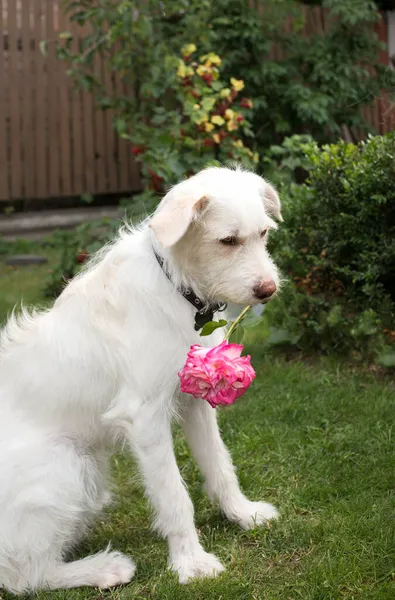 Αστείο Λευκό Σκυλί Ένα Τριαντάφυλλο Λουλούδι Στα Δόντια Του Κάθεται — Φωτογραφία Αρχείου