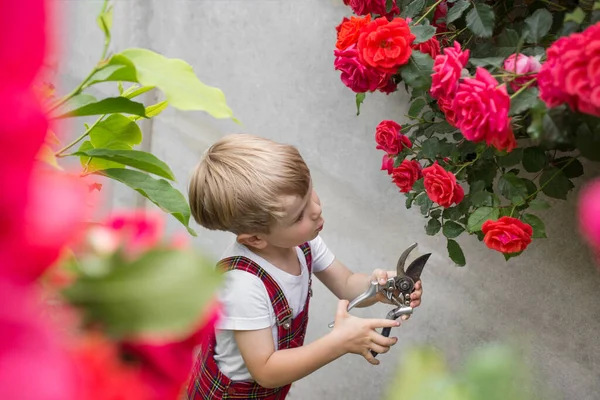 Cuidando Rosal Rojo Floreciente Niño Corta Rosas Jardín Con Tijeras — Foto de Stock