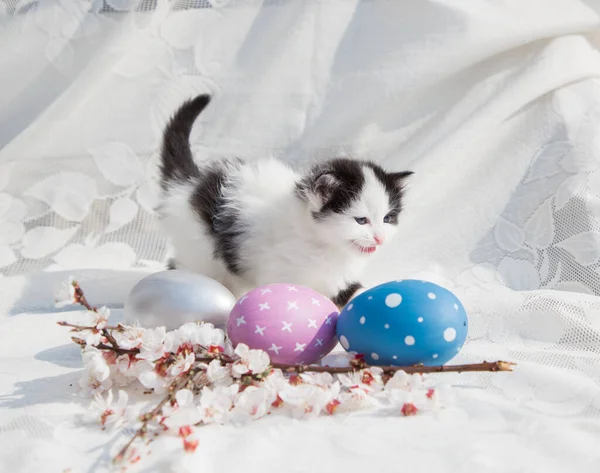好奇心をそそるかわいい黒と白の子猫 花のアプリコットの枝と光の背景に色の卵 イースターの準備 — ストック写真