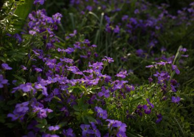 Çiçek tarlasında küçük mor leylak çiçekleri. Tazelik, doğanın güzelliği, şefkat, romantizm. Doğal yaz çiçekleri. 2022 'nin rengi çok güzel.