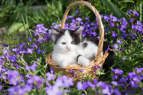 Cute Little Black White Kitten Sits Wicker Basket Flowerbed Greenery — Stock Photo, Image