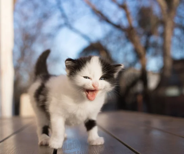 Funny Black White Kitten Looks Frame Meows Attracting Attention Cat — Stock Photo, Image