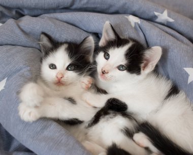 İki siyah beyaz kedi yavrusu gri bir yatakta yan yana uzanıyorlar. Kedileri sevmek ve onlara bakmak. Evcil hayvanların rahatlığı ve dostluğu. Hayvanlar arasında şefkat