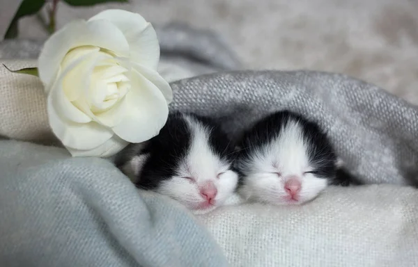 Twee Zwart Wit Pasgeboren Kittens Slapen Naast Elkaar Gewikkeld Een — Stockfoto