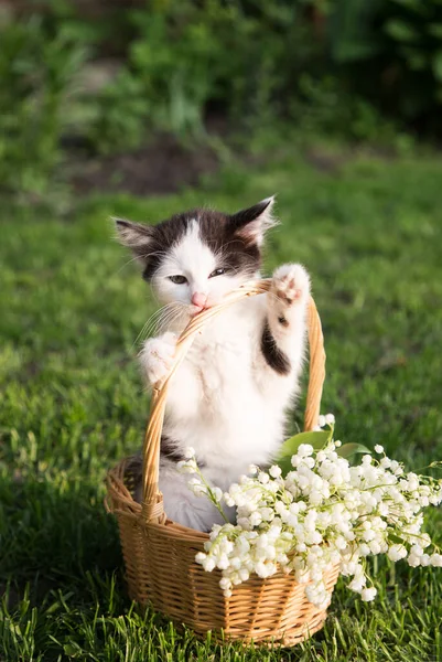 Grappig Zwart Wit Kitten Staat Een Rieten Mandje Zijn Achterpoten — Stockfoto