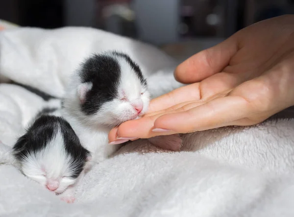 Två Små Nyfödda Kattungar Mjuk Filt Och Kvinnas Hand Begreppet — Stockfoto