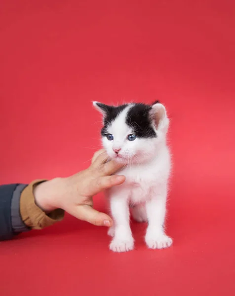 Shorthair Gatinho Preto Branco Fica Fundo Rosa Mão Uma Criança — Fotografia de Stock