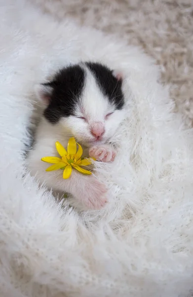 小黑白相间的家猫躺在柔软的白色针织毛毯里 睡得很香 宠物的安慰和柔情 — 图库照片