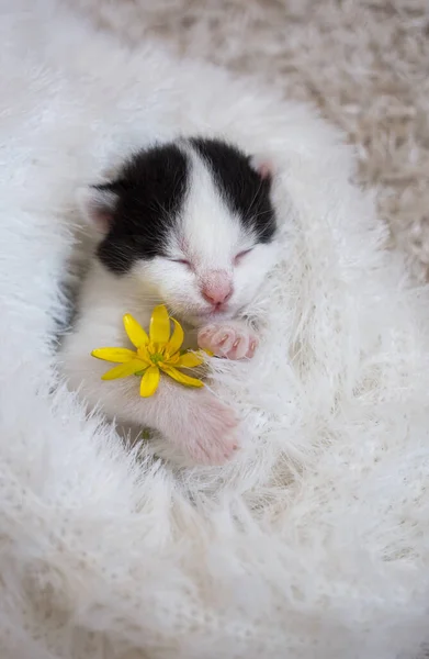 Liten Svart Och Vit Huslig Kattunge Sover Sött Liggande Rygg — Stockfoto