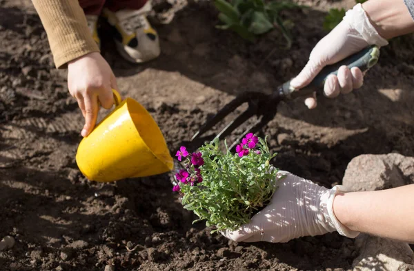 little son helps mother in early spring, plant flowers in ground on sunny spring day. Close-up of gloved hands planting and watering flower. selective focus. Unity in family. Earth Day. Useful pastime