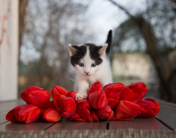 一只黑色和白色的小猫咪站在一束红色郁金香旁边的桌子上 爱的象征 最喜欢的有花的宠物假日的惊喜 — 图库照片
