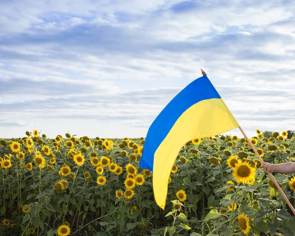 Український Жовто Синій Прапор Тлі Соняшникового Поля Національний Символ Свободи — стокове фото