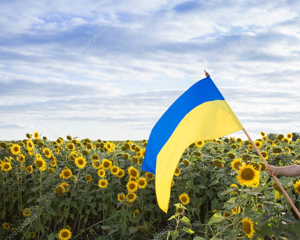 Ukrainian yellow-blue flag against the background of field of sunflowers. National symbol of freedom and independence. stop the war. Hope and faith. Military conflict with Russia. Stand with Ukraine