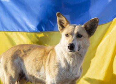 Bir bahçe köpeği portresi, sarı-mavi Ukrayna bayrağının arka planında sevilen bir evcil hayvan. Ukrayna barış istiyor. Ukraynalıları destekleyin. Ukrayna 'daki savaş sırasında veteriner bakımı