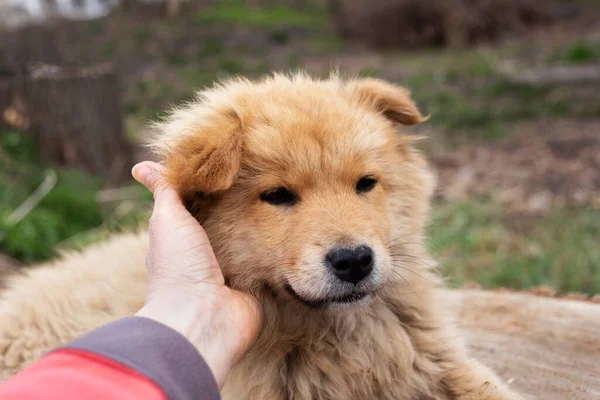 Tüylü bir bej köpek yavrusu ve bir kadının eli onu kafasının altından okşuyor. Evsiz hayvanlara bakmak. Sevimli yavru köpek. Veteriner yardımı