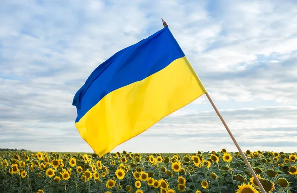 Large Satin Flag Ukraine Yellow Blue Colors Background Blooming Field — стокове фото