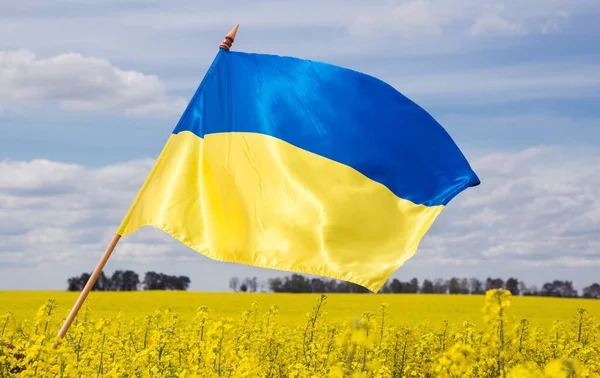 Satin Yellow Blue Flag Ukraine Flutters Wind Background Landscape Flowering — стокове фото