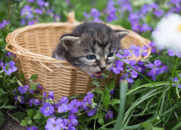 줄무늬 고양이는 바구니에 고양이의 아름다운 자연의 부드러움 — 스톡 사진