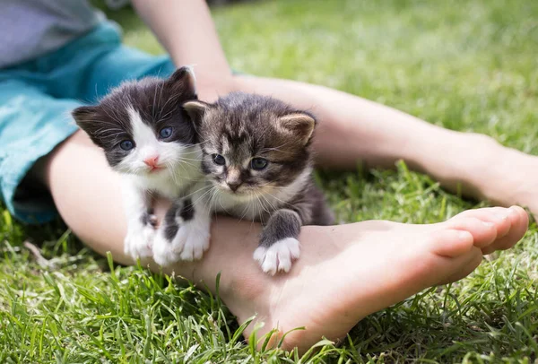 고양이 마리가 잔디밭에 아이의 맨발에 있습니다 부드러움 입마개 동물갖고 행복의 — 스톡 사진