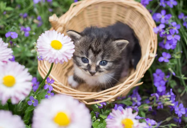 귀여운 키튼은 사이의 화단에 바구니에 고양이의 아름다운 자연의 부드러움 주둥이 — 스톡 사진