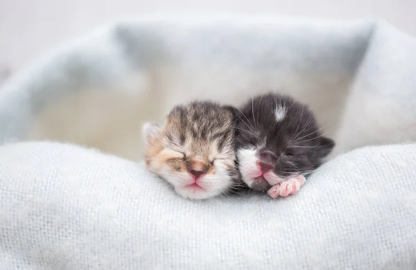两只刚睡熟的小猫用柔软的毛毯捂住了嘴 对猫的爱宠物的安慰和柔情 — 图库照片