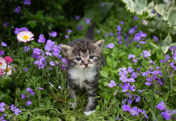 Kleine Tabby Kitten Wandelingen Tuin Tussen Vele Kleine Paarse Bloemen — Stockfoto