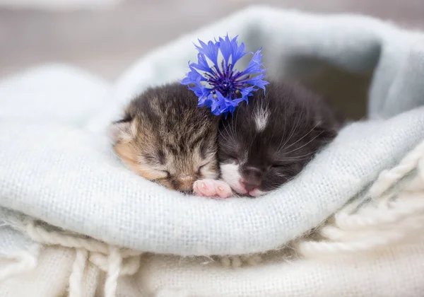 Twee Pasgeboren Kittens Slapen Naast Elkaar Gewikkeld Een Zachte Deken — Stockfoto