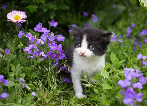 Klein Zwart Wit Katje Zit Een Bloembed Tuin Tussen Vele — Stockfoto