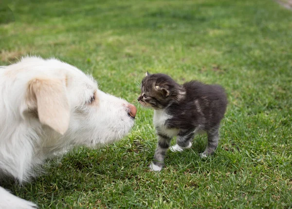 Λευκό Μεγάλο Σκυλί Συναντήθηκε Ένα Μικρό Γατάκι Μυρίζουν Ένας Τον — Φωτογραφία Αρχείου