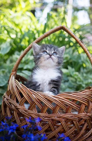 Little Cute One Month Old Tabby Kitten Peeps Out Large — Stock Photo, Image